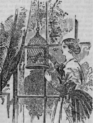 Breeding Canaries 168