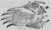Chiromancy Continued 211