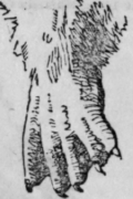 Chiromancy Continued 212