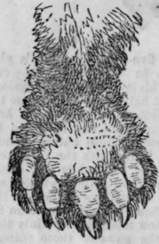 Chiromancy Continued 214