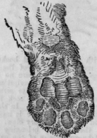 Chiromancy Continued 215
