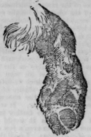 Chiromancy Continued 216