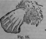 Chiromancy Continued 220