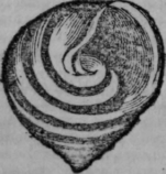 Conchology 237
