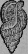 Conchology 238