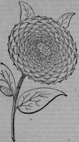 Cultivation Of The Dahlia 392