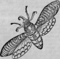 Death s Head Hawk Moth 330