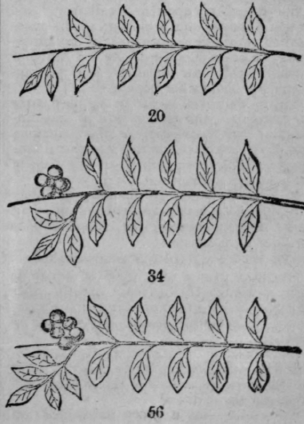 Language Of Flowers 485