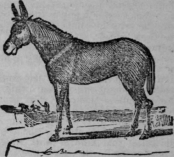 Mule 489
