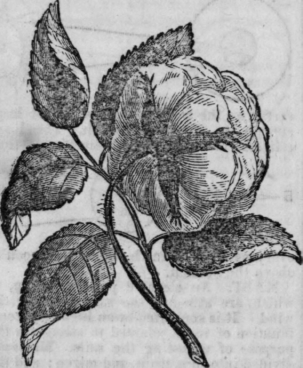 Propagation Of Roses 356