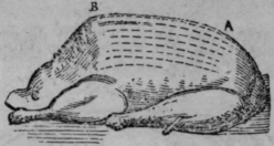 Roast Goose 465