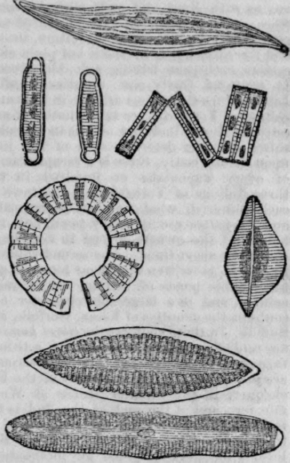 Rotten Stone 198