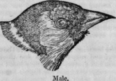 The Goldfinch 195