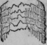 The Structure Of The Hair Continued 478