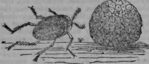 Truffle Beetle 321