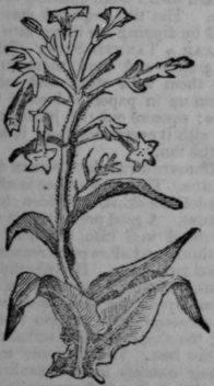 Virginian Tobacco 223