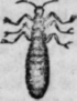 White Ants 139