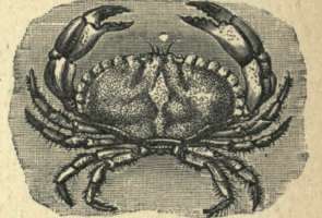 Crab 62