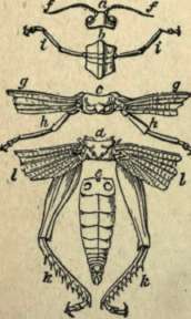 FIGURE SHOWING THE PARTS OP INSECTS.