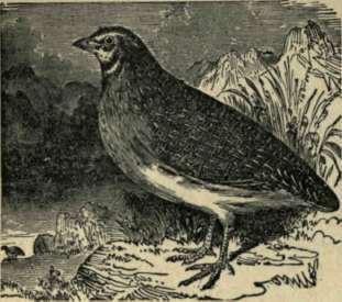 THE QUAIL.