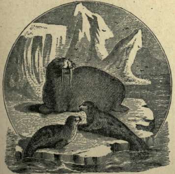 Walrus 189
