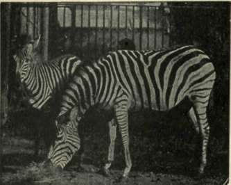 Zebra 193