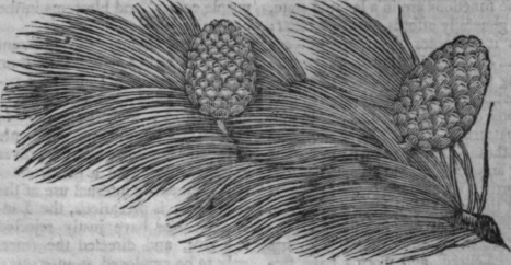 Arvenusly