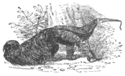 Description images/pp0098 1
