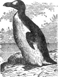 Description images/pp0162 1