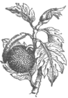 Description images/pp0293 1