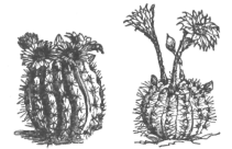 Description images/pp0334 1