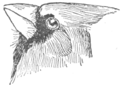 Description images/pp0372 1