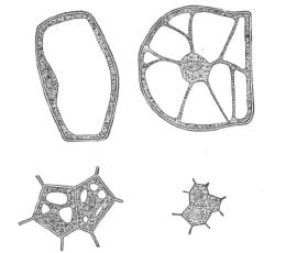 Description images/pp0395 1