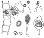 Description images/pp0395 2