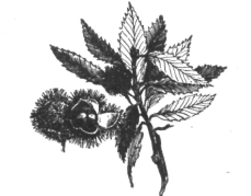 Description images/pp0419 1
