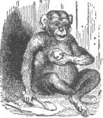 Description images/pp0428 1