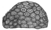 Description images/pp0495 2