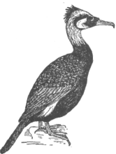 Description images/pp0497 1