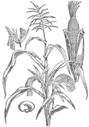 Description images/pp0498 1