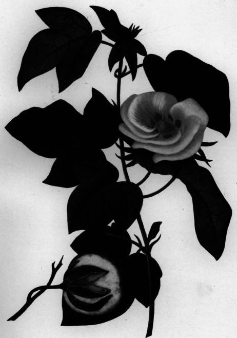 Description images/pp0506 1