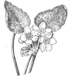 Description images/pp0512 1