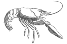 Description images/pp0516 1
