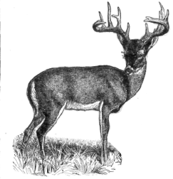 Description images/pp0555 1