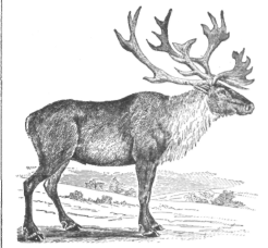 Description images/pp0556 2