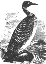 Description images/pp0578 1