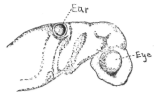Description images/pp0017 1