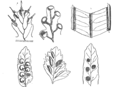 Description images/pp0112 2
