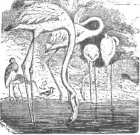 Description images/pp0131 1