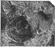 Description images/pp0154 1