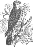 Description images/pp0306 1
